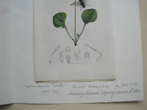 John Curtis - "Yellow-margined Sawfly" kopen? Bied vanaf 1!