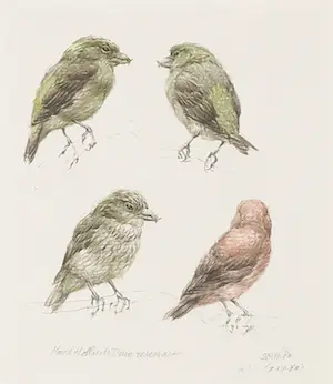 Peter Vos - Aquarel, Noord-Hollands Duinreservaat kopen? Bied vanaf 300!