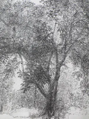 Jaap Kruijff - Landschap met volle boom - Litho kopen? Bied vanaf 25!