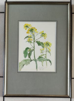 Johan Briede - Herik (Sinapis arvensis) kopen? Bied vanaf 100!