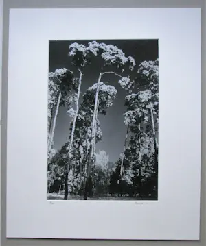 Heinrich Heidersberger - KIEFERNWALD in BERLIN 1938 kopen? Bied vanaf 300!