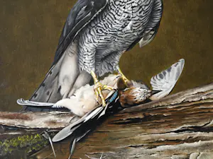 Jan Teunissen - Havikman met gaai kopen? Bied vanaf 950!