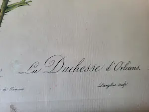 Pierre-Joseph Redoute - Rosa Gallica Aurelianensis ,La Duchesse d'Oreleans kopen? Bied vanaf 20!