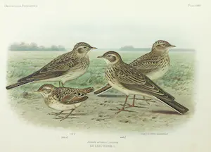 Eduard Daniël van Oort - Chromolitho, Lot van vier voorstellingen uit 'De Vogels van Nederland' kopen? Bied vanaf 1!