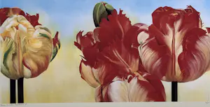 Yvonne Poelstra-Holzhaus - Tulpen in bloei kopen? Bied vanaf 39!