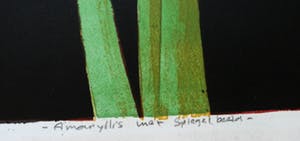 Joost Minnigh - zeefdruk: Amaryllis in spiegelbeeld - 1997 kopen? Bied vanaf 49!