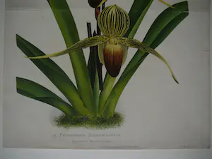 Pierre Joseph de Pannemaeker - Orchidee Paphiopedium Rothschildianum kopen? Bied vanaf 30!