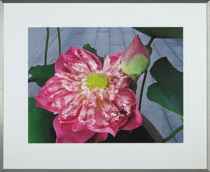 Mark Verdoes - Foto, Buddha love lotusbelle - Ingelijst kopen? Bied vanaf 1!