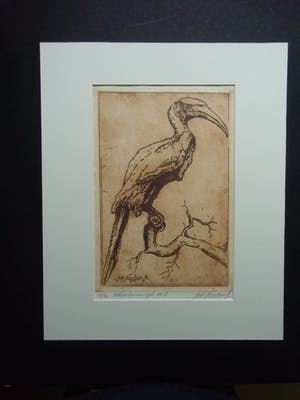 Johannes Nicolaas Jr. - NEUSHOORNVOGEL kopen? Bied vanaf 35!