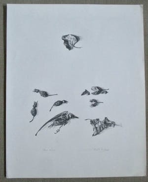 Niet of onleesbaar gesigneerd - Litho kopen? Bied vanaf 1!