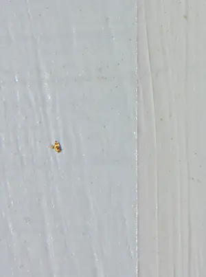 Pim Lenos - Olieverf op paneel, Zonder titel kopen? Bied vanaf 150!