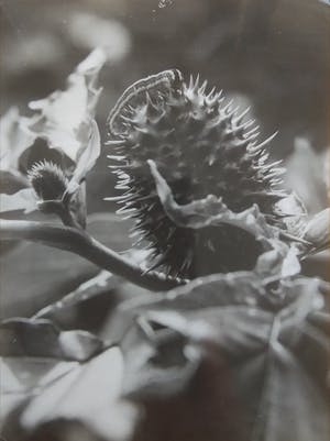 Aart Klein - Foto van een plant. kopen? Bied vanaf 1!