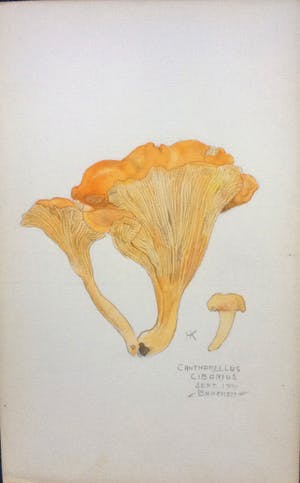 Han Krug - Botanische tekeningen/aquarellen jaren 40/50 kopen? Bied vanaf 45!