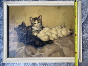 De Ruys-Tydeman - Poezen kopen? Bied vanaf 450!