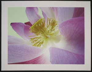 Mark Verdoes - Giclee, Buddhalove - Lotus Hart kopen? Bied vanaf 1!