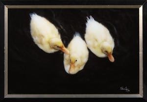 Paul Huf - Foto, Pulletjes - Ingelijst kopen? Bied vanaf 1!