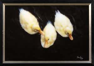 Paul Huf - Foto, Pulletjes - Ingelijst verkocht voor € 1!