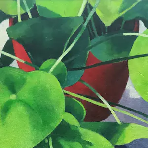 Willem Visser - Pannenkoekplanten kopen? Bied vanaf 190!