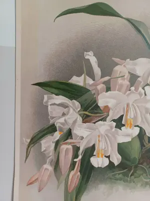 Henry George Moon - Originele Chromolithografie ‘Reichenbachia’ 1888 kopen? Bied vanaf 85!