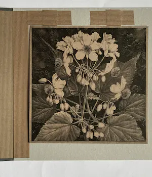 Jan Voerman (jr.) - Drie Litho's uit 1920 Kamerlinde, Kerstroos, Pompoen kopen? Bied vanaf 1!