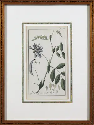 Johannes Zorn - Lot van twee handgekleurde botanische etsen kopen? Bied vanaf 50!