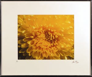 Paul Huf - Foto, Gele bloem - Ingelijst kopen? Bied vanaf 1!