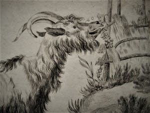 Niet of onleesbaar gesigneerd - Magnifieke 19e eeuwse tekening "Schapenbok" gesigneerd kopen? Bied vanaf 1!