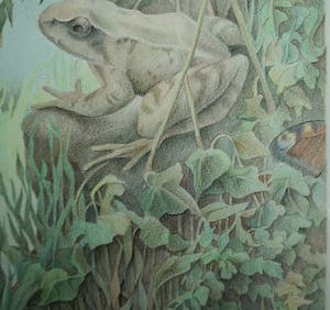 Marcel Bierenbroodspot - verliefde kikkers kopen? Bied vanaf 50!