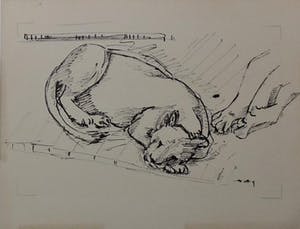 Wim Motz - 4 tekeningen van leeuwen/leeuwinnen kopen? Bied vanaf 45!