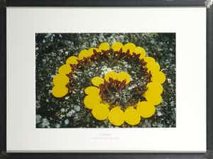 Marijke Schurink - Foto, Unwearable - Ingelijst verkocht voor € 40!