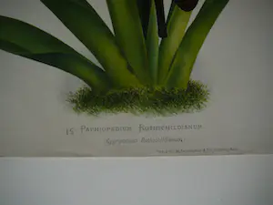 Pierre Joseph de Pannemaeker - Orchidee Paphiopedium Rothschildianum kopen? Bied vanaf 30!