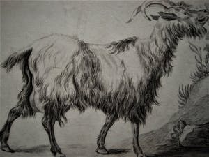 Niet of onleesbaar gesigneerd - Magnifieke 19e eeuwse tekening "Schapenbok" gesigneerd kopen? Bied vanaf 1!