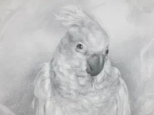 Aart van Dobbenburgh - Kakatoe - Litho kopen? Bied vanaf 50!