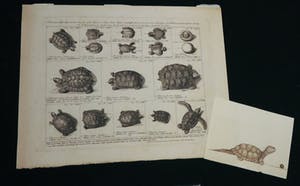 Niet of onleesbaar gesigneerd - Lot van twee diervoorstellingen kopen? Bied vanaf 1!