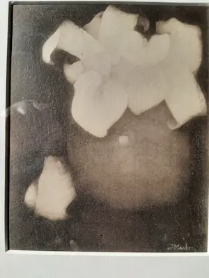 Jan Mankes - Originele Heliogravure , Aronskelken 1923 kopen? Bied vanaf 60!