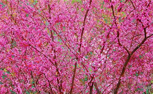 Peter Heij - Redbuds 1&2, (2) Gemengde techniek-acryl op foto kopen? Bied vanaf 75!