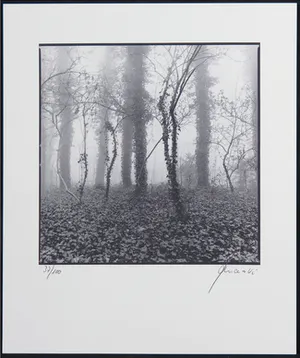 Ralph Janowski - Mooie zwart/wit print, Klimop kopen? Bied vanaf 1!