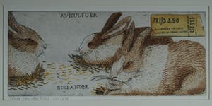 Arja van den Berg - AVICULTURA kopen? Bied vanaf 20!