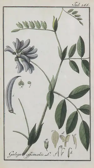 Johannes Zorn - Lot van twee handgekleurde botanische etsen kopen? Bied vanaf 50!