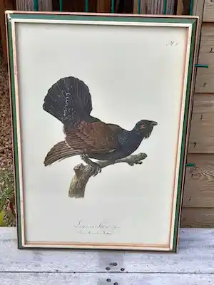 Francois Le Vaillant - De Auerhorn verkocht voor € 90!