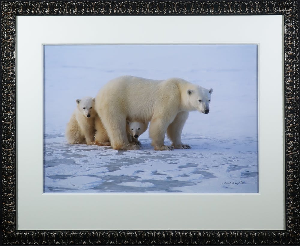 Thomas D. Mangelsen (1946)