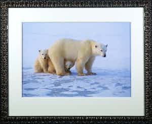 Thomas D. Mangelsen - Foto, Peek a Boo - Ingelijst (Groot) verkocht voor € 50!