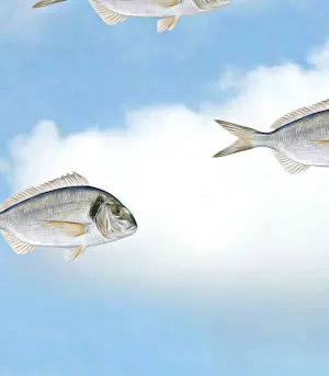 Mr. Strange - Tegen een stroom in kopen? Bied vanaf 80!