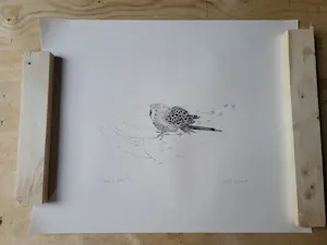 Judith Rosema - Vogel in hand kopen? Bied vanaf 35!