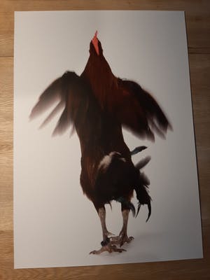 Koen Vanmechelen - Fighter - grote lambda print - handgesigneerd kopen? Bied vanaf 799!