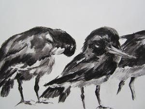 Andre Tigchelaar - Scholeksters kopen? Bied vanaf 20!