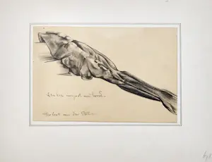 Herbert van der Poll - Linker voorpoot van hond (1915) kopen? Bied vanaf 40!