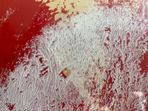 Jan Cremer - Tulips One red One blue 1993 kopen? Bied vanaf 5000!