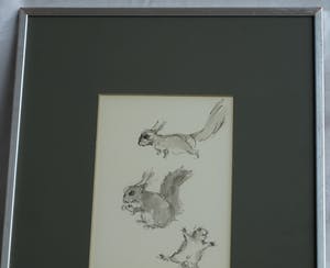Niet of onleesbaar gesigneerd - Ingelijste pentekening en gewassen inkt , “Eekhoorn“ kopen? Bied vanaf 1!