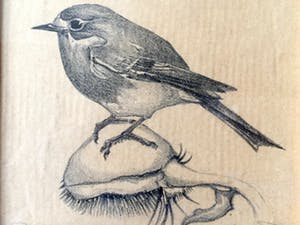 Chris Le Roy - Roodborstje - Lithografie, Ingelijst kopen? Bied vanaf 55!